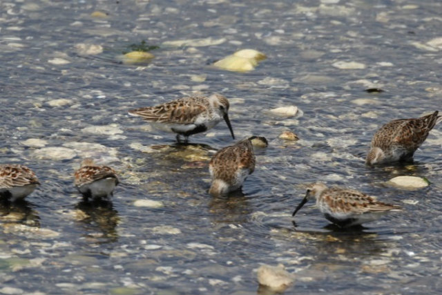 Observation Walking(spring)