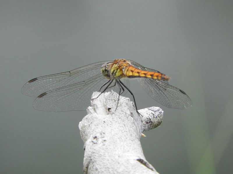 Red-veined Darter