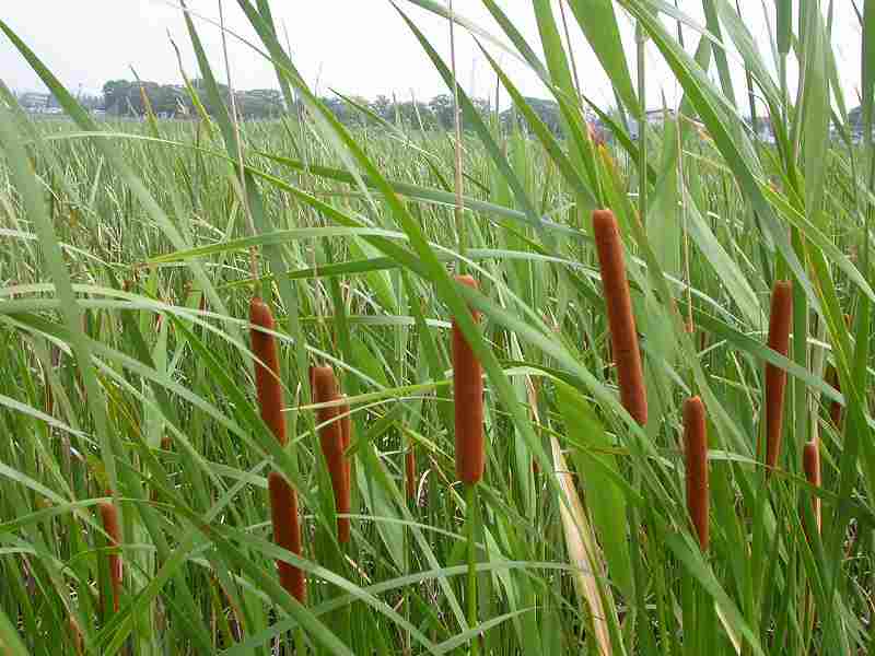 Dwarf Sedge