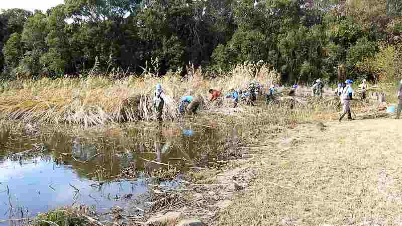 Reed cutting