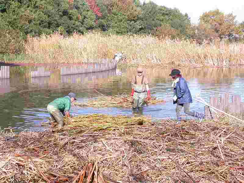 Reed cutting