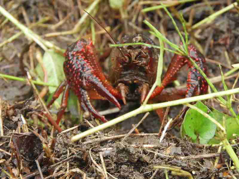 American Crayfish