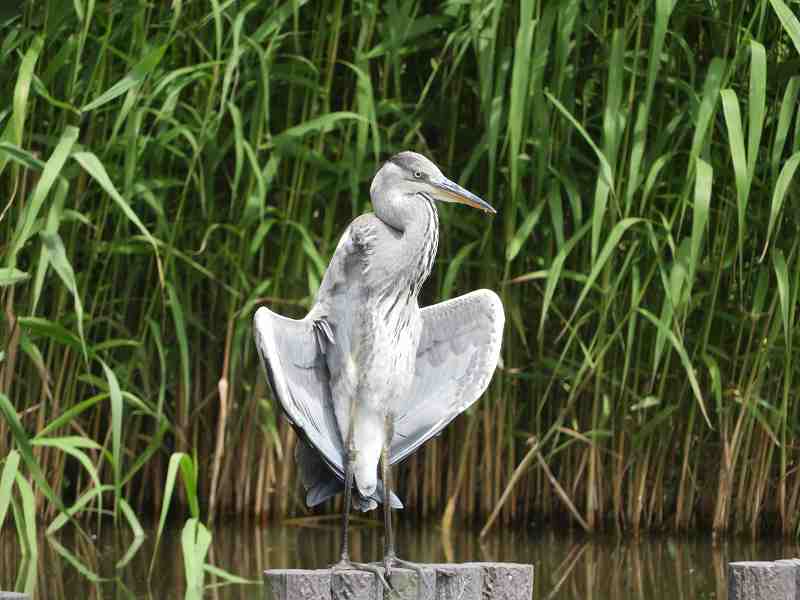 Grey Heron