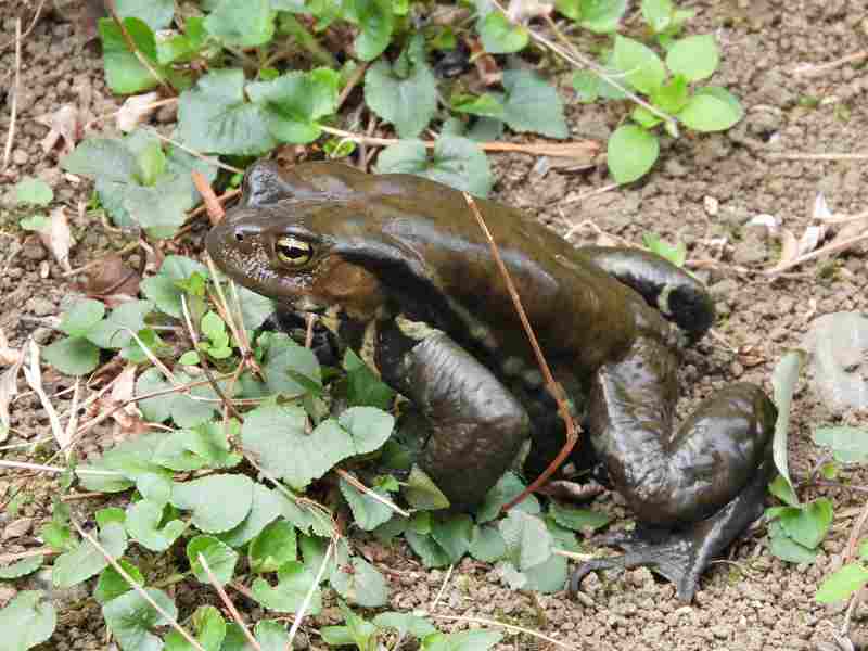 Japanese common toad