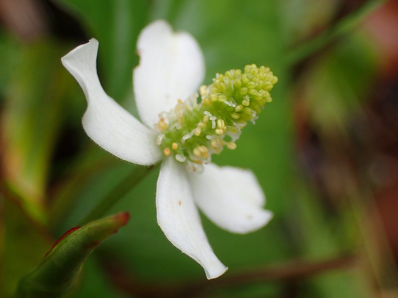 Houttuynia cordata