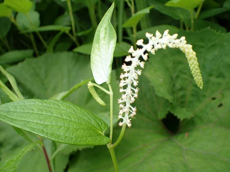 Asian lizard's tail