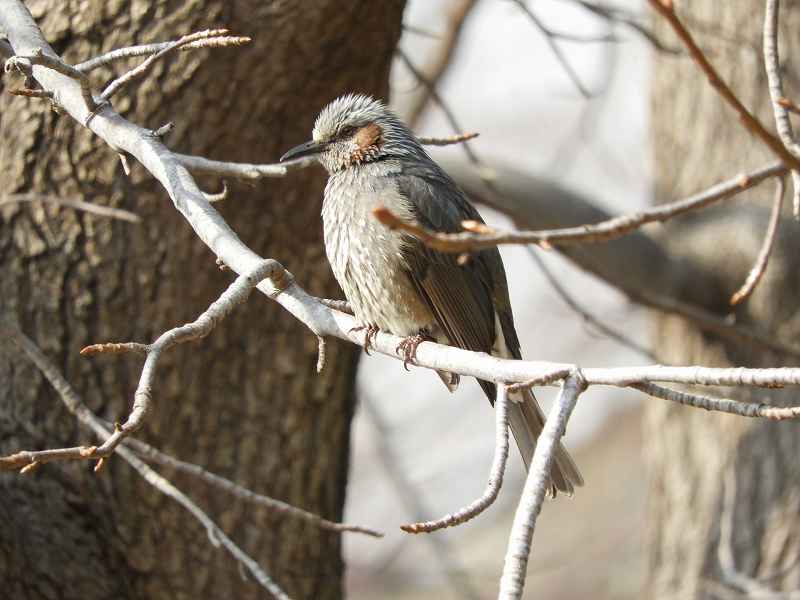 Brown-eared Bulbul