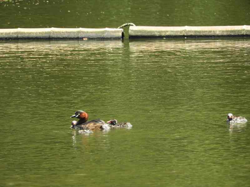 Little Grebe