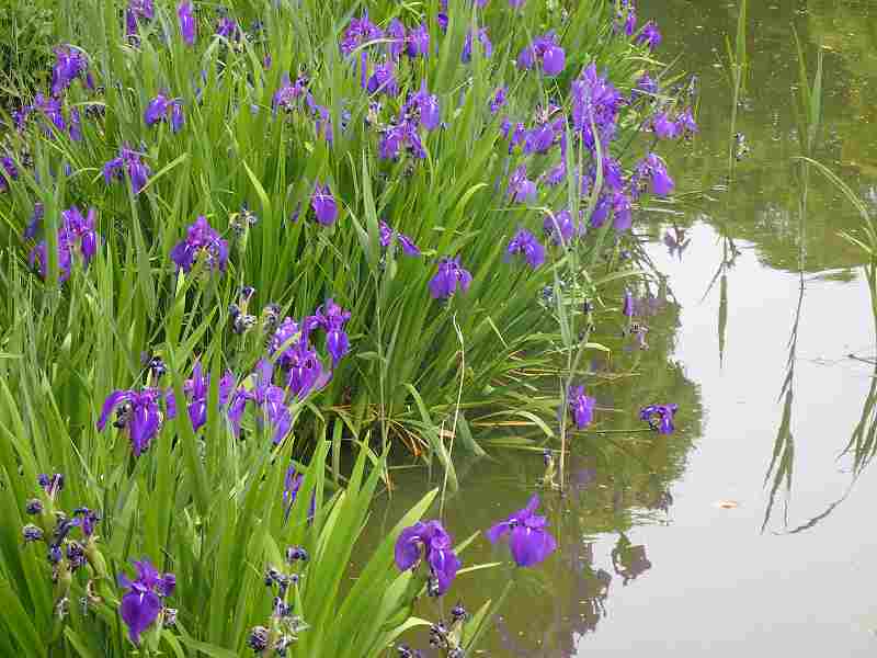 Japanese iris