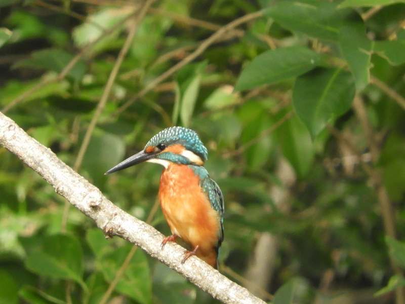 Common Kingfisher