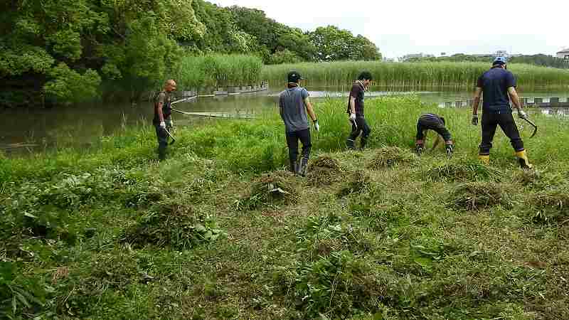 Mowing