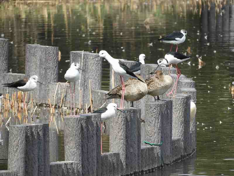 Black-winged stilt