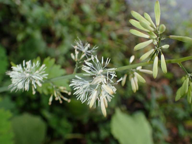 Plume poppy