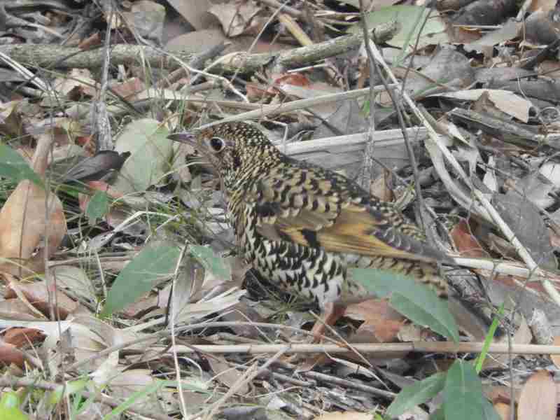 Scaly thrush