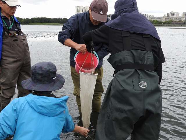Collecting plankton