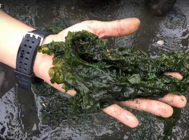 Let's find living creatures in the seaweed!