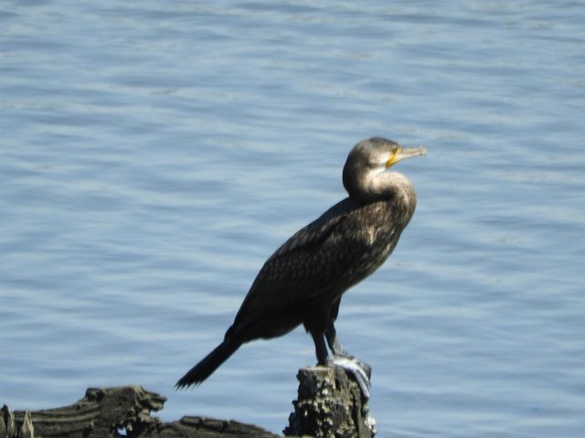 Great Cormorant