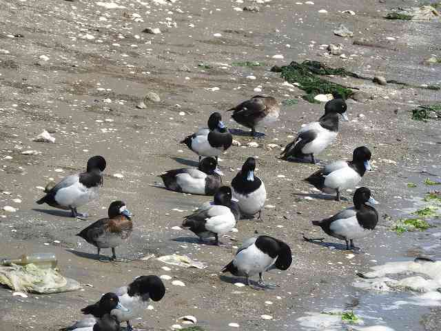Common Teal