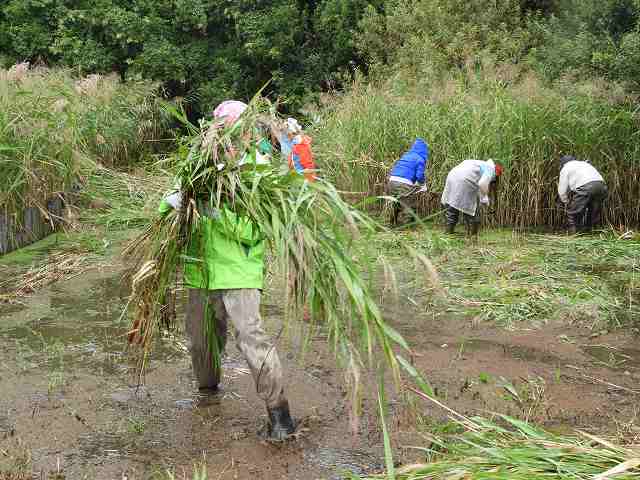 Putting away the mowed weedけ