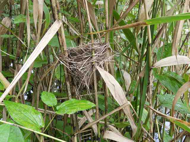 Found a Oriental Reed Warbler's nest