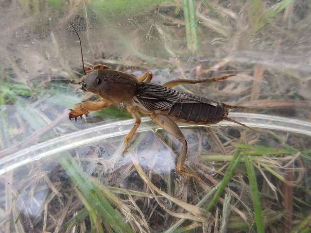 Mole Cricket