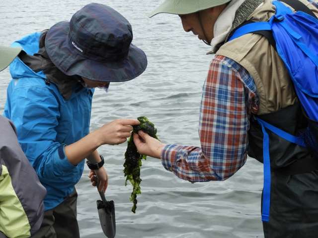 Try to touch the seaweed