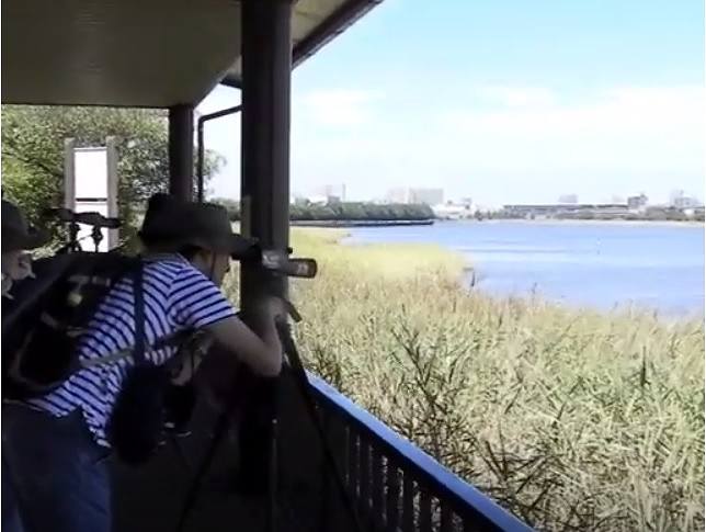 Observe birds on tidal flats