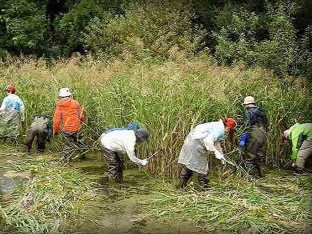 Mowing the freshwater pond