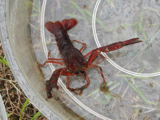 American crayfish