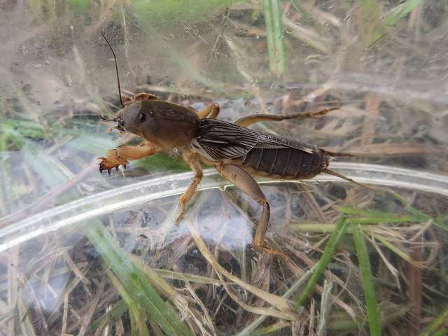 Mole cricket