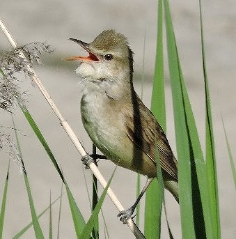Great Reed Warbler Observation Event (Great Reed Warbler Group)