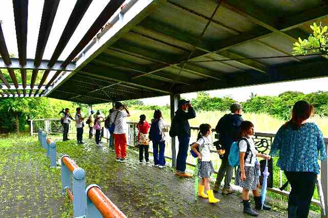 Great Reed Warbler Observation Event (Great Reed Warbler Group)