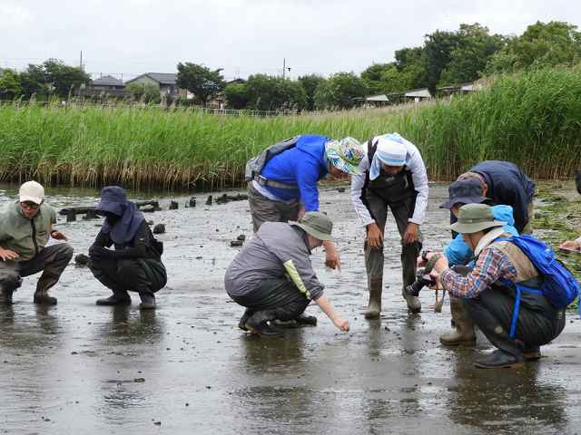 泥の中の生きものを採集