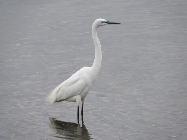 ダイサギ